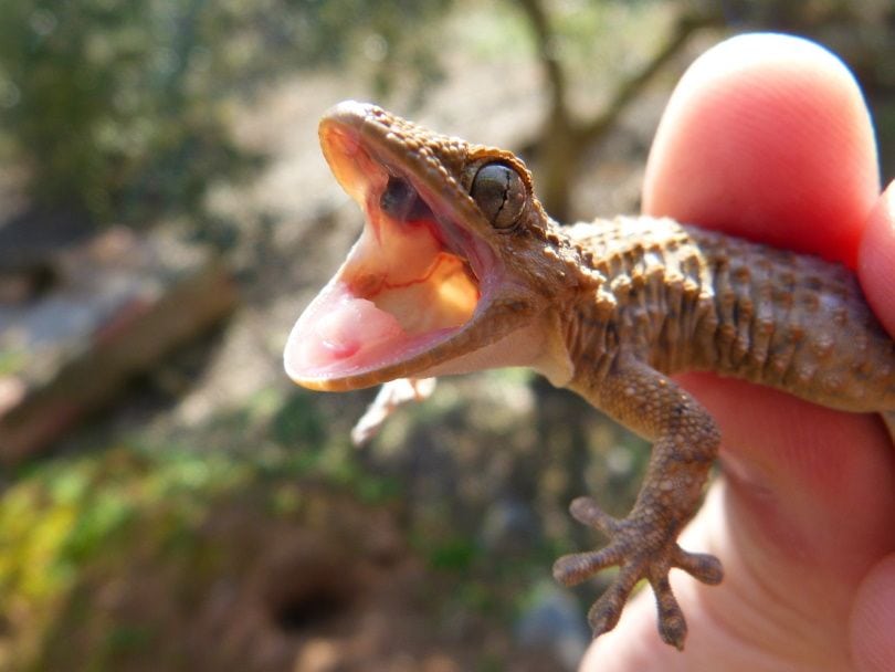 gecko cry_Marc Pascual_Pixabay