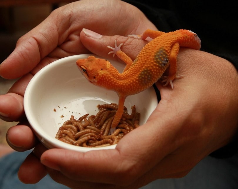 gecko eating_Faizal Zakaria_Pixabay