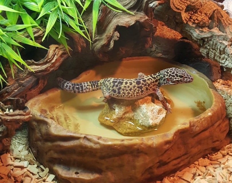 gecko in tank_Piqsels