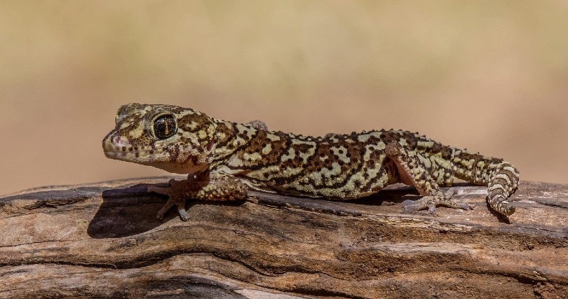 gecko on a branch