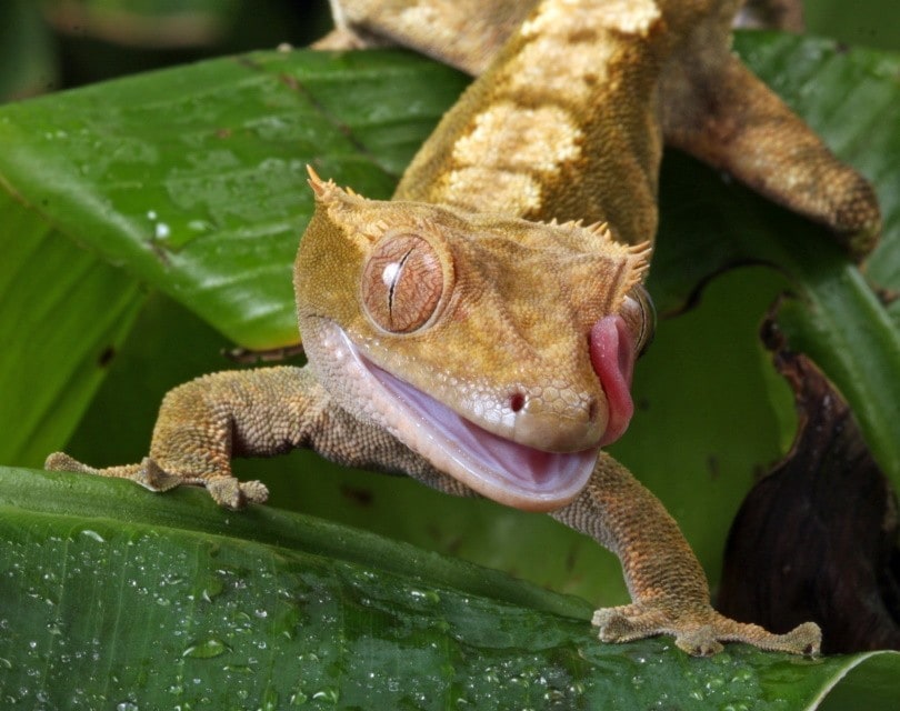 gecko teeth_No-longer-here_Pixabay