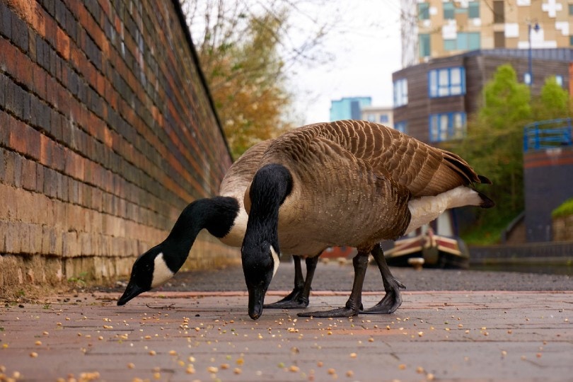 geese eating seeds on street