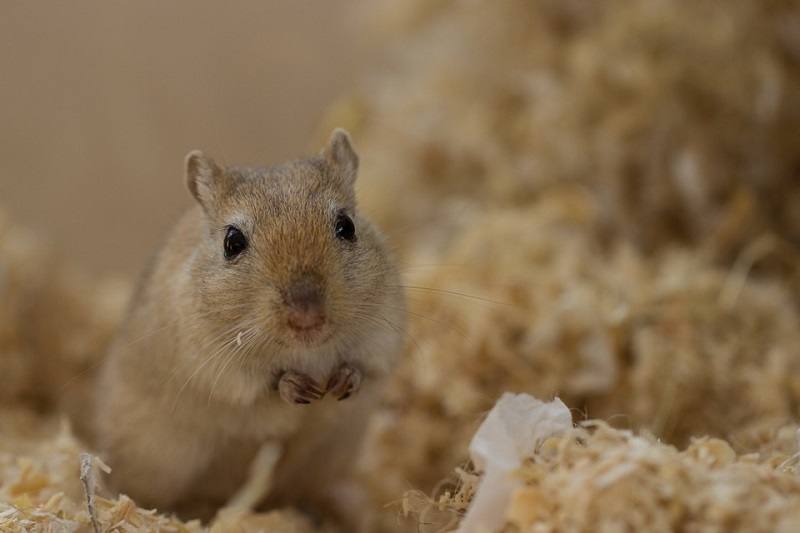 Gerbil