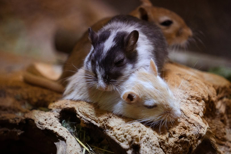 gerbil mice sleeping