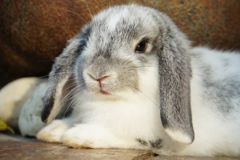 german lop rabbit