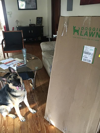 german shepherd dog sitting next to doggielawn packaging