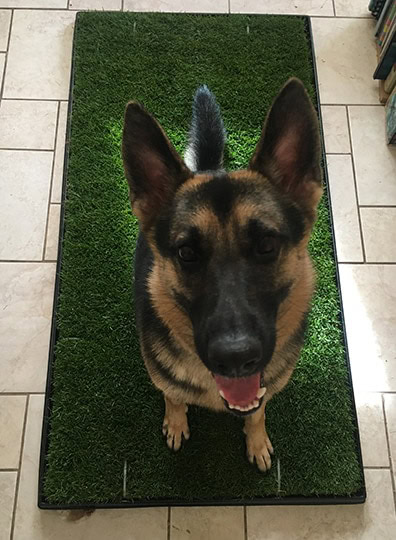 german shepherd dog sitting on the doggielawn