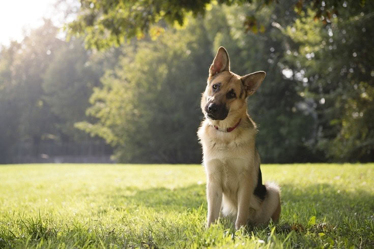 german-shepherd