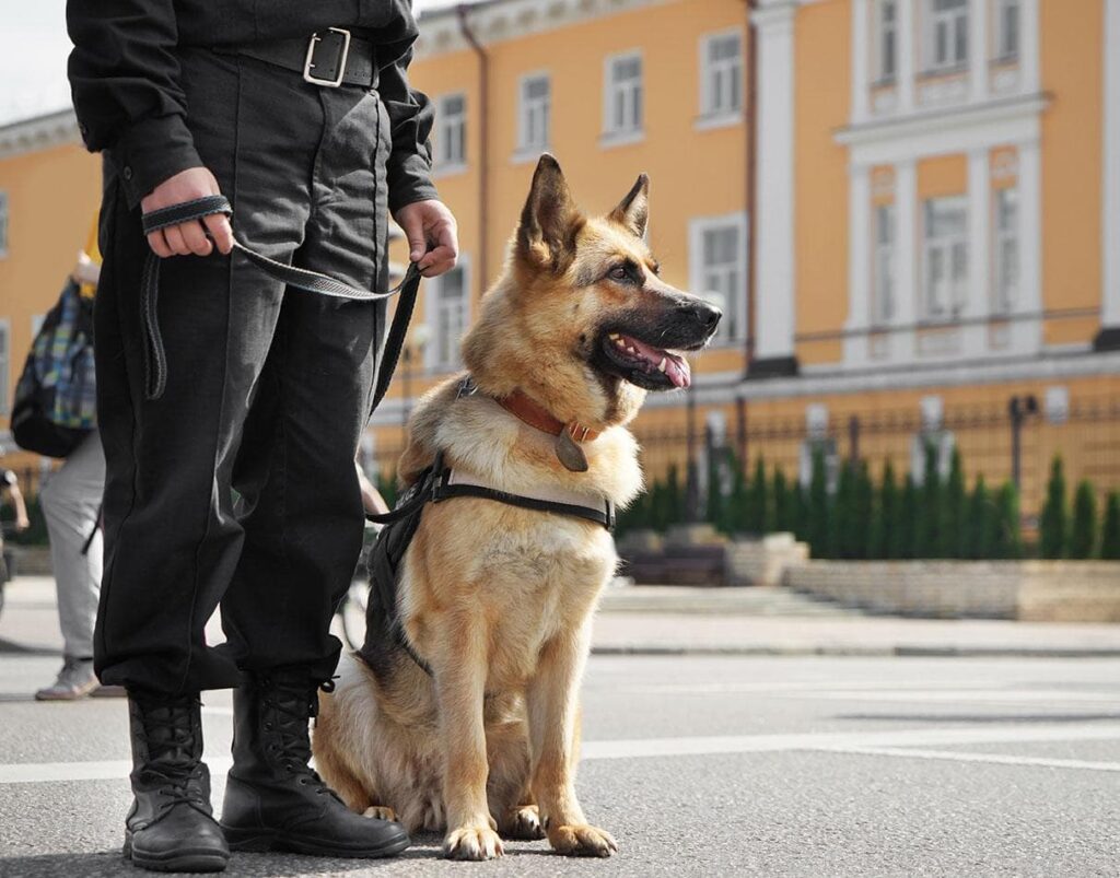german shepherd_Africa Studio, Shutterstock