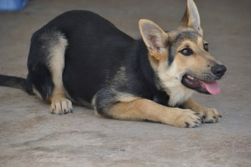 german shepherd puppy in a crawl position