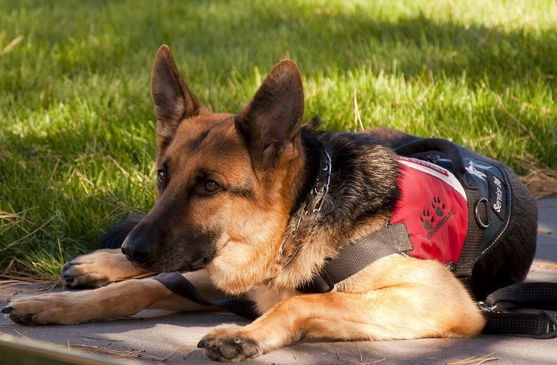 german shepherd with bag pixabay
