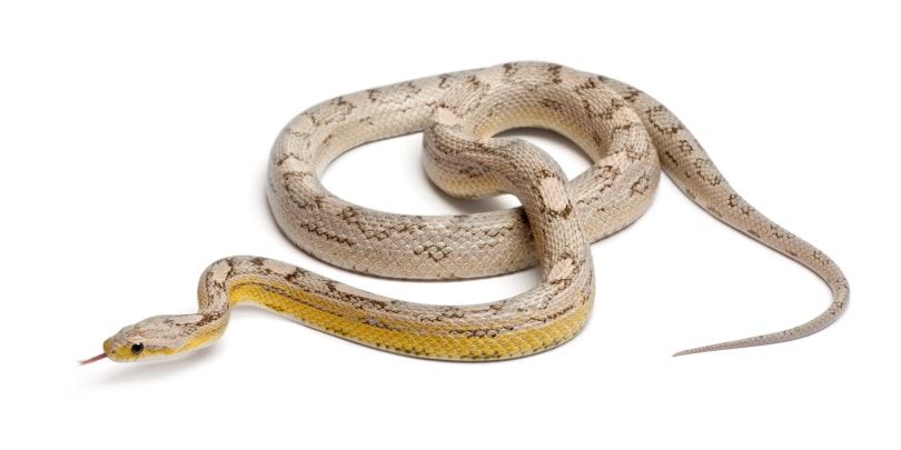 ghost corn snake