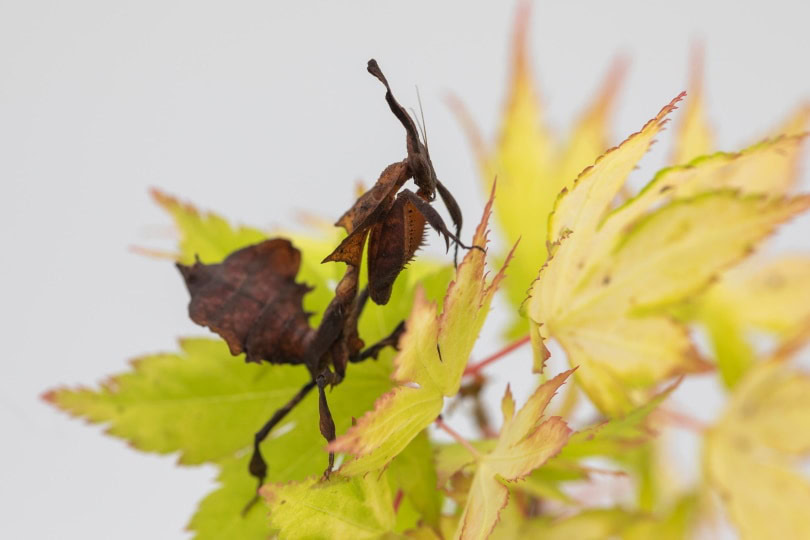 ghost mantis