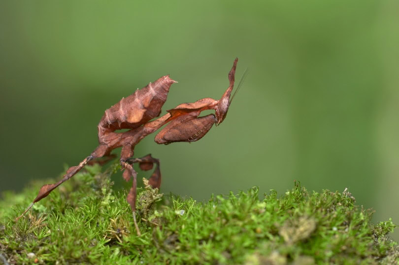 ghost mantis