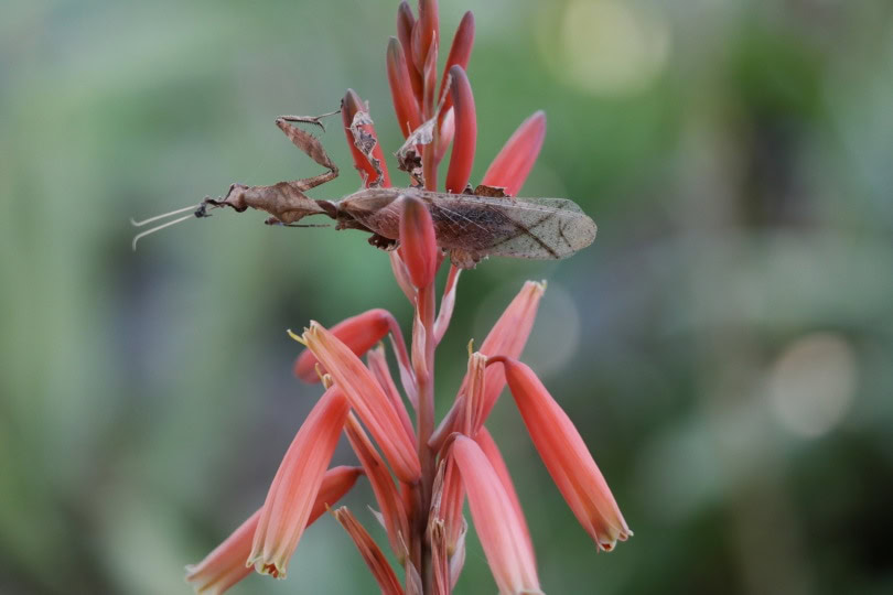ghost mantis