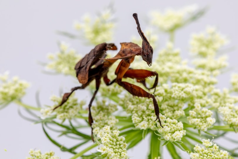 ghost praying mantis