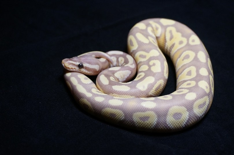ghost snake