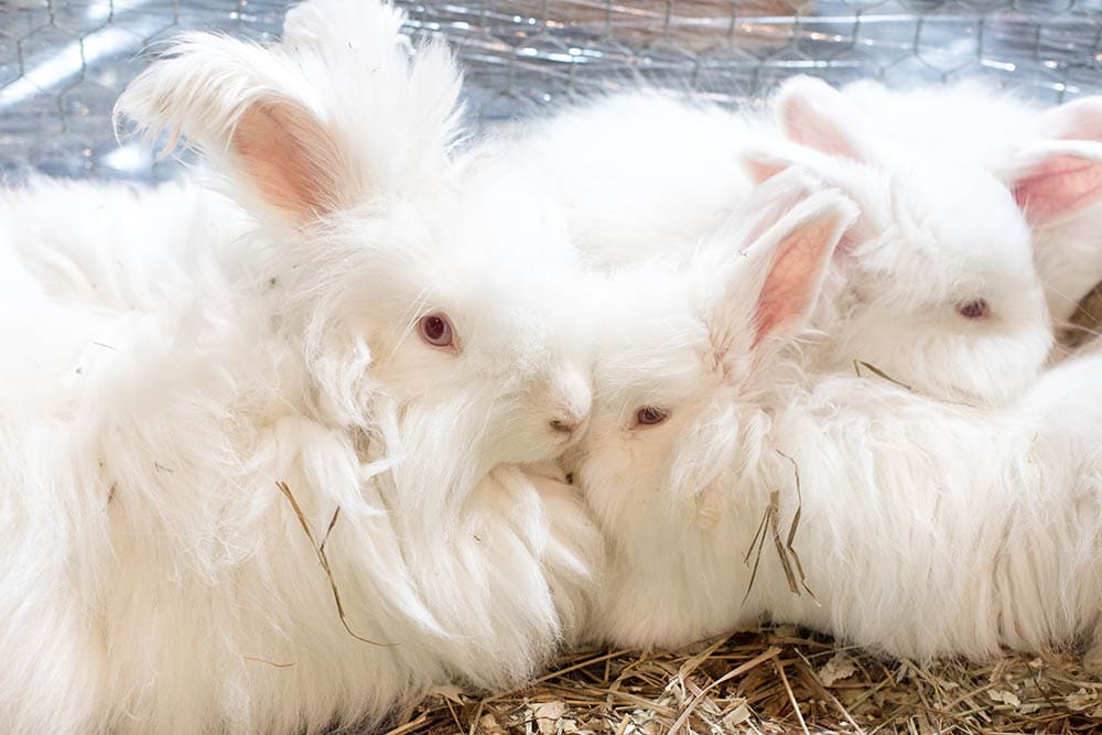 giant angora rabbits