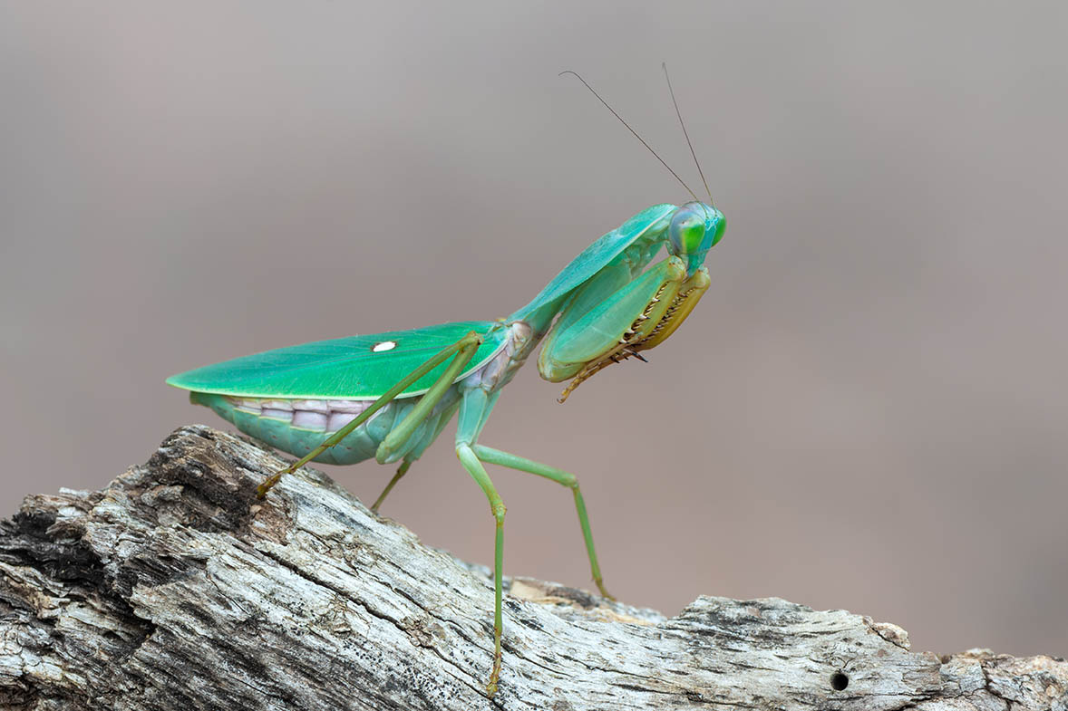 giant Asian shield mantis