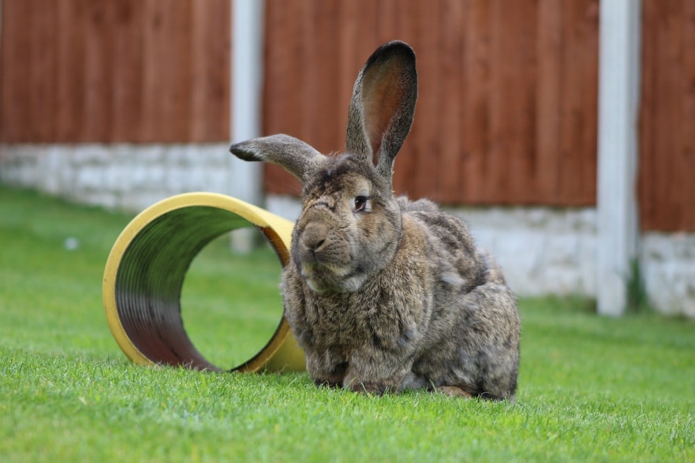giant continental rabbit