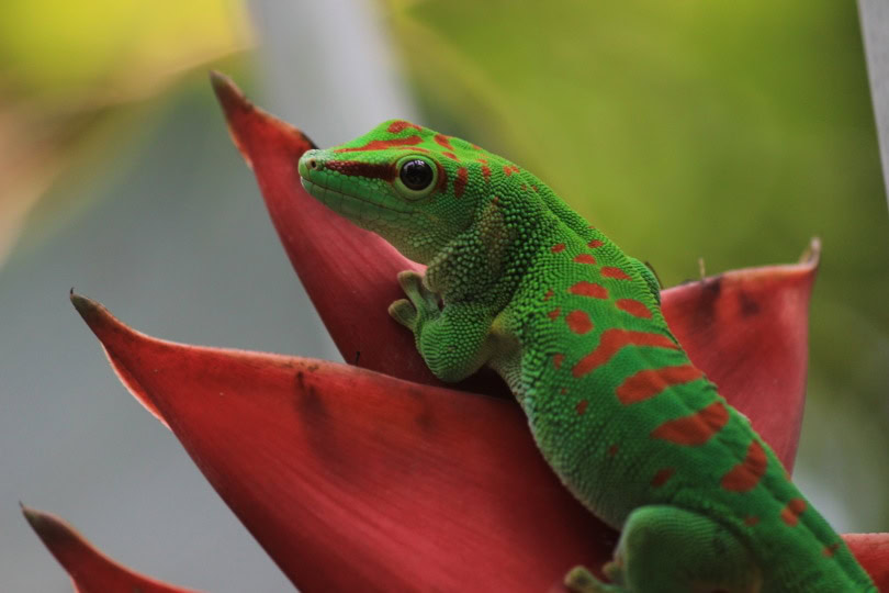 giant day gecko climbing_Piqsels