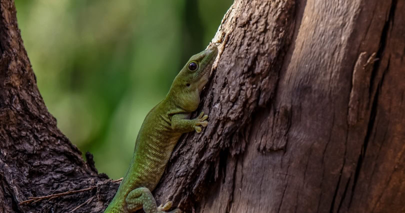 giant day gecko_Christo Ras_Pixabay