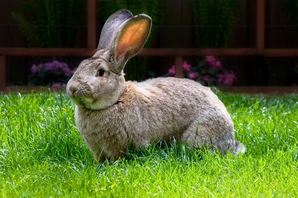 giant flemish