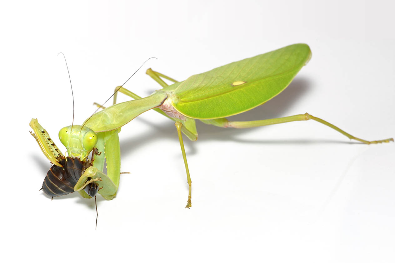 Giant,Giant shield mantis eating,Mantis,(rhombodera,Megaera),Eating,A,Roach,,Close-up,On
