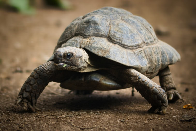 giant tortoise