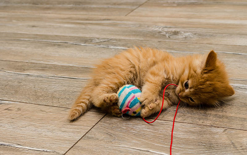 ginger kitty with blue eyes