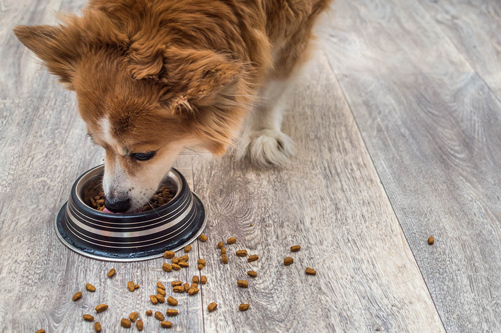 Ginger dog eating