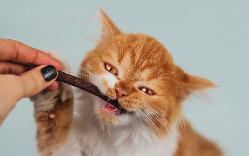 ginger kitten eats a treat