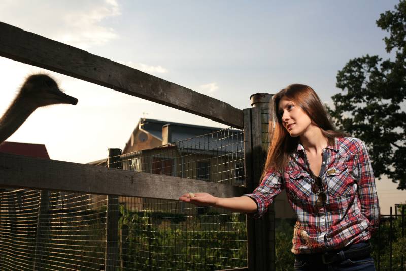 girl farmer of ostrich