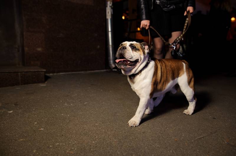 girl walking in the night with dog on the street