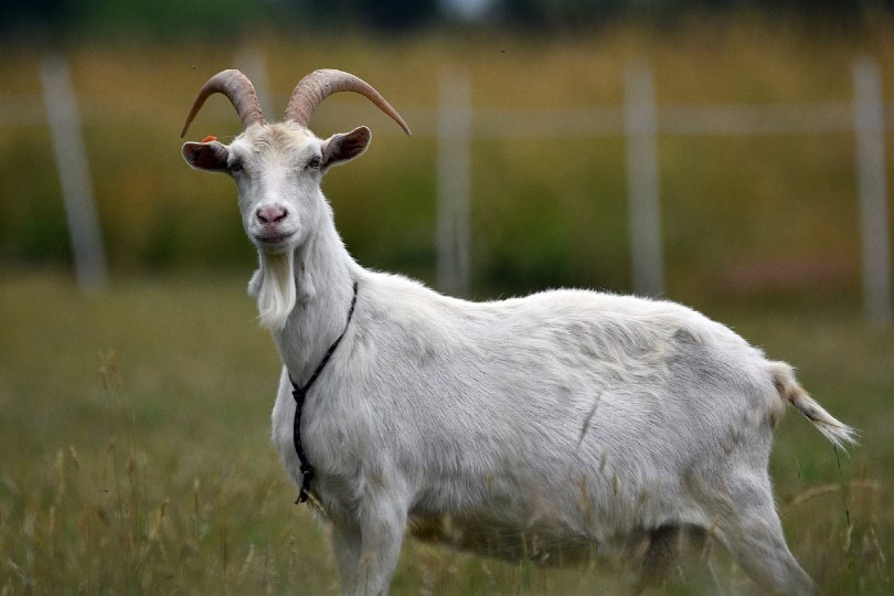 goat