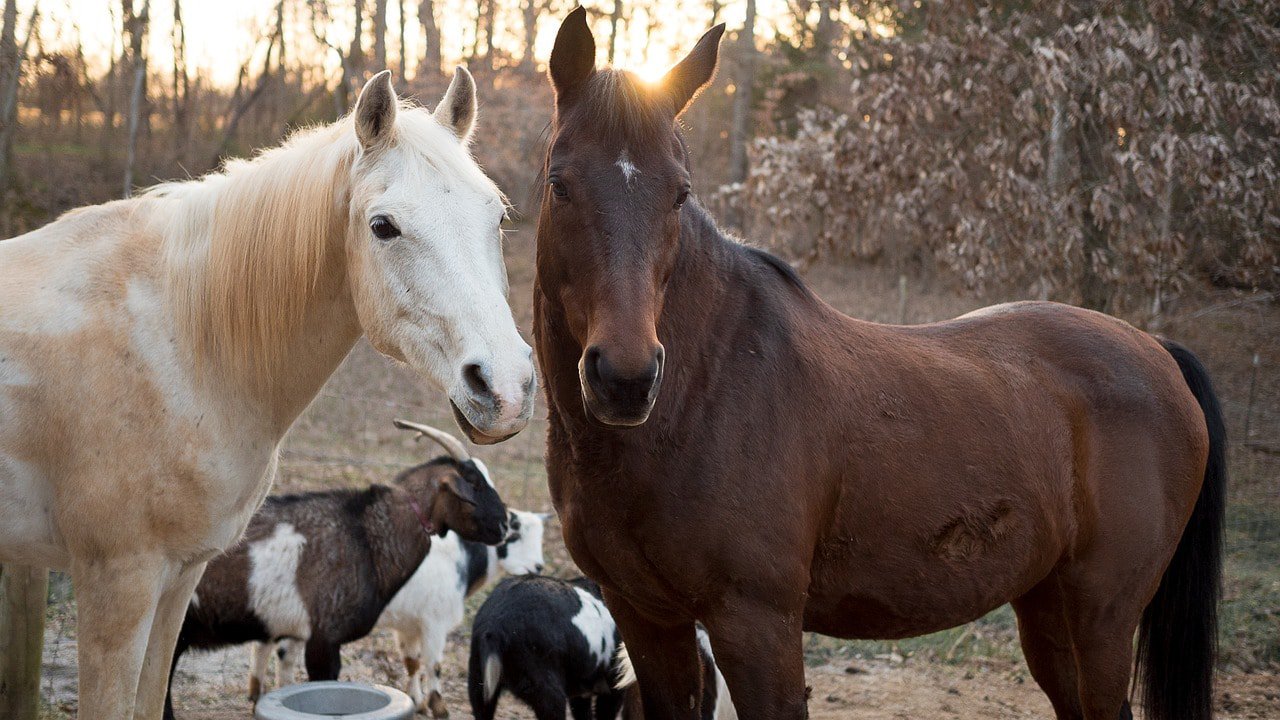 goats and horses