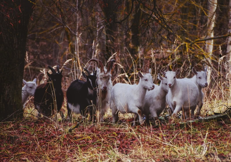 goats in the forest