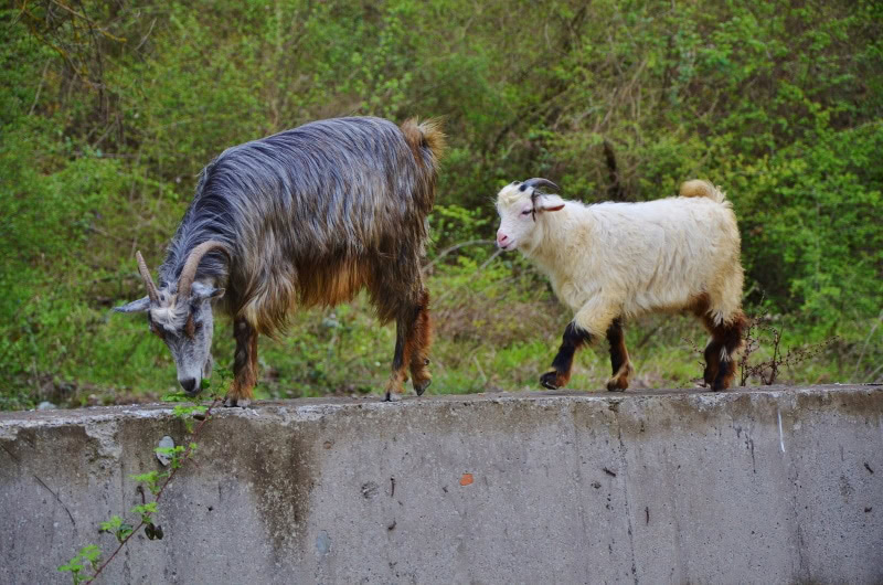 goats walking
