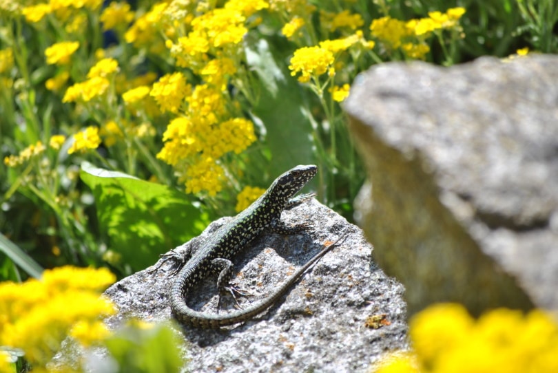 gold tegu_Pixabay