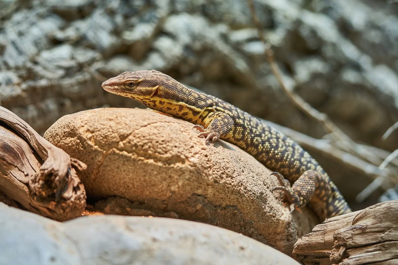 gold tegu_Roy Buri_Pixabay