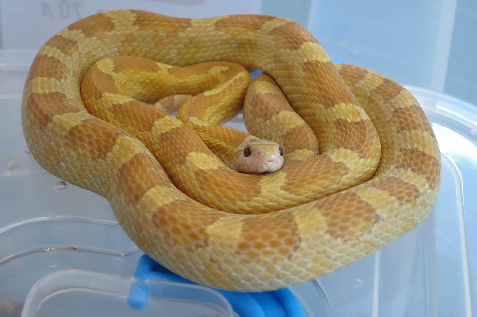 Golddust diffused Corn snake