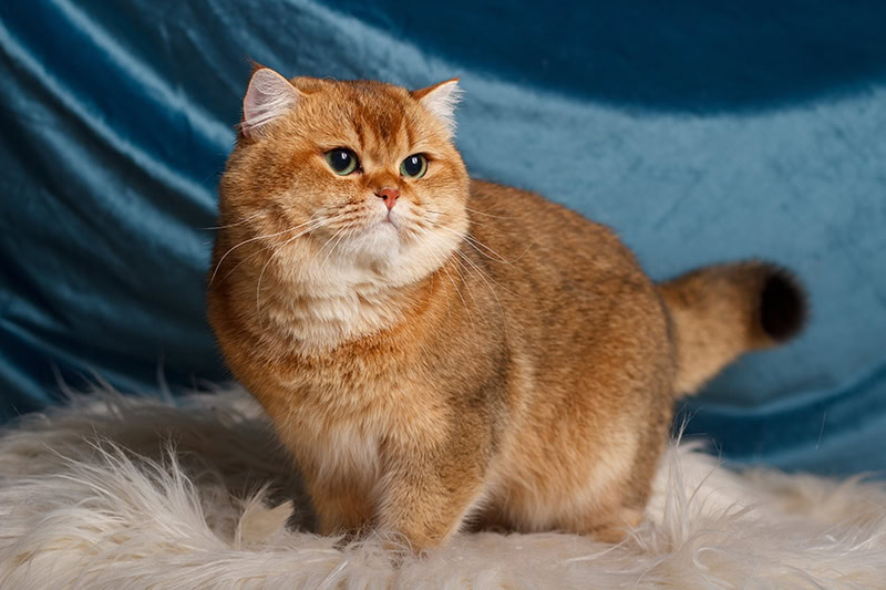 golden chinchilla British shorthair cat inside the studio