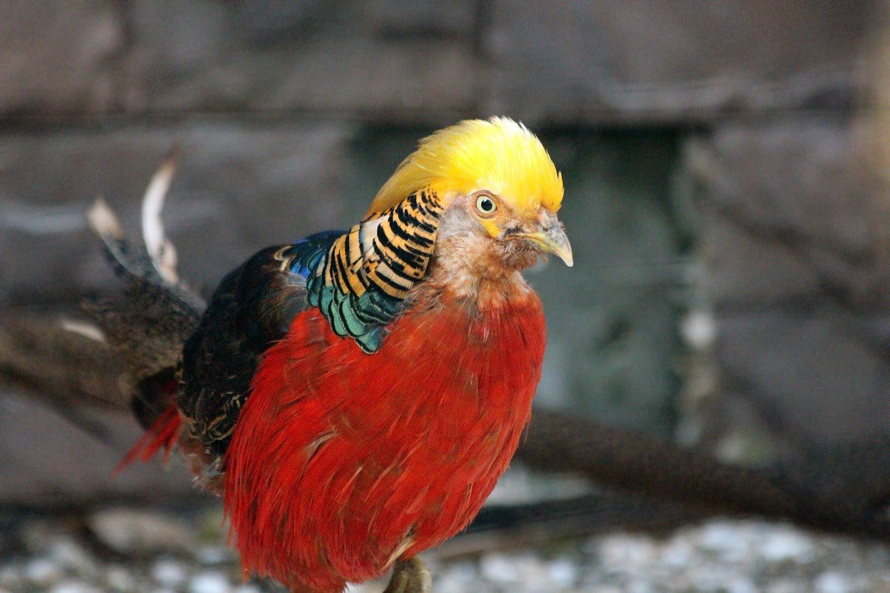 golden pheasant