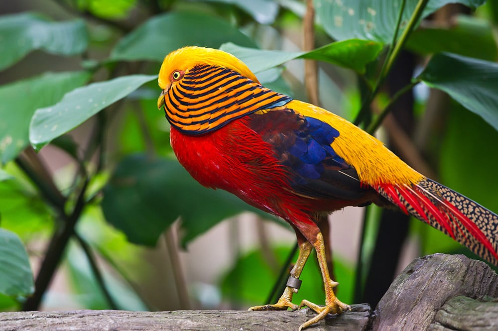 Golden Pheasant