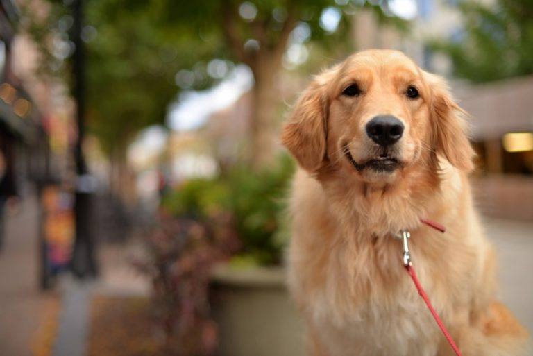 golden retriever_Shutterstock_youngryand