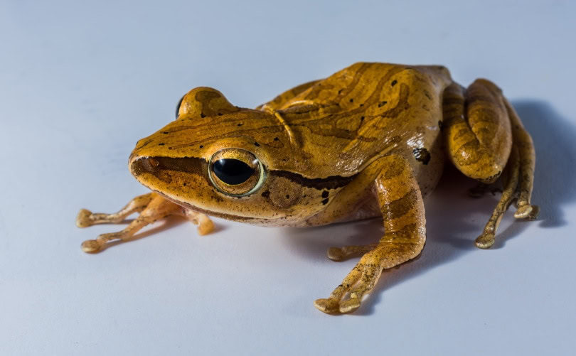 golden tree frog_Piqsels