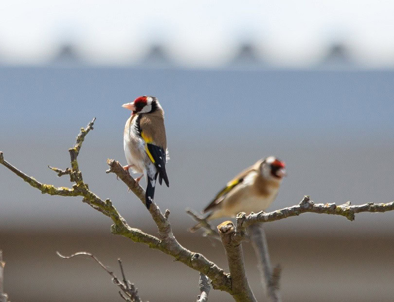 goldfinch birds perching on branches