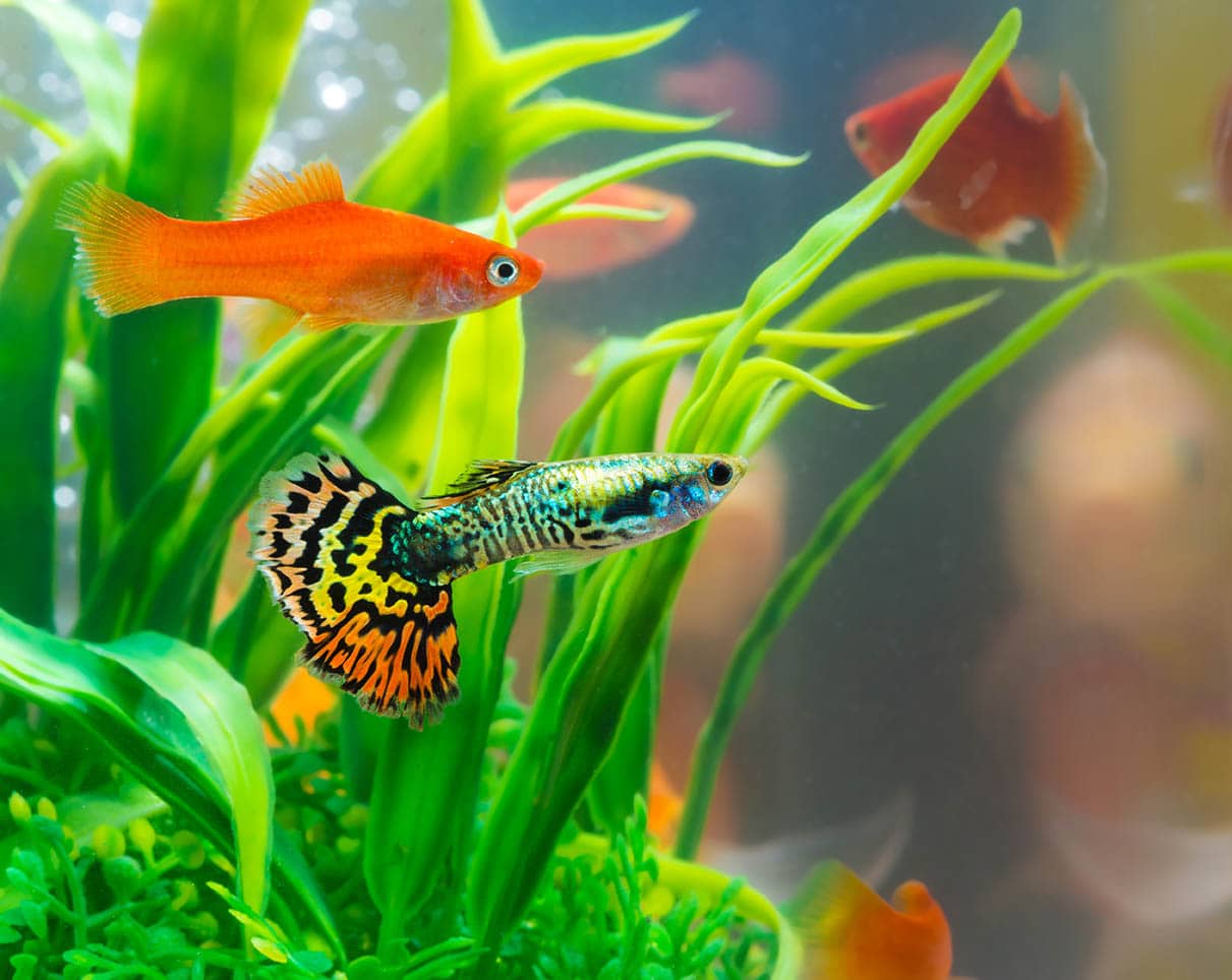 goldfish and guppies