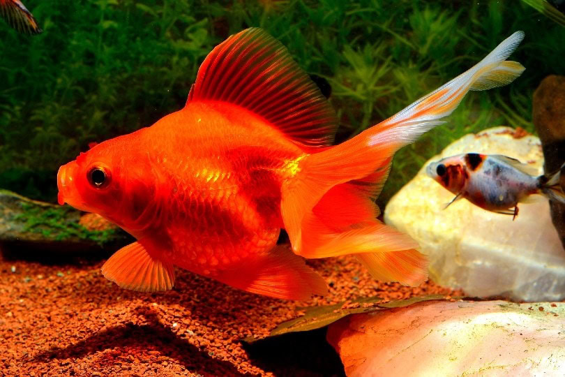 goldfish at the bottom of the tank