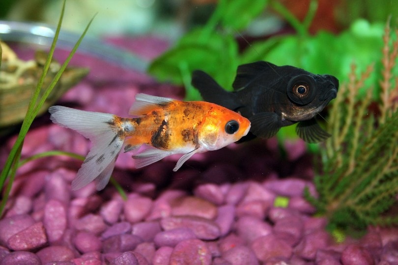 goldfish chasing another goldfish